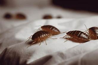 Woman was left with ‘permanent scarring’ from bedbugs in Vegas hotel, suit claims